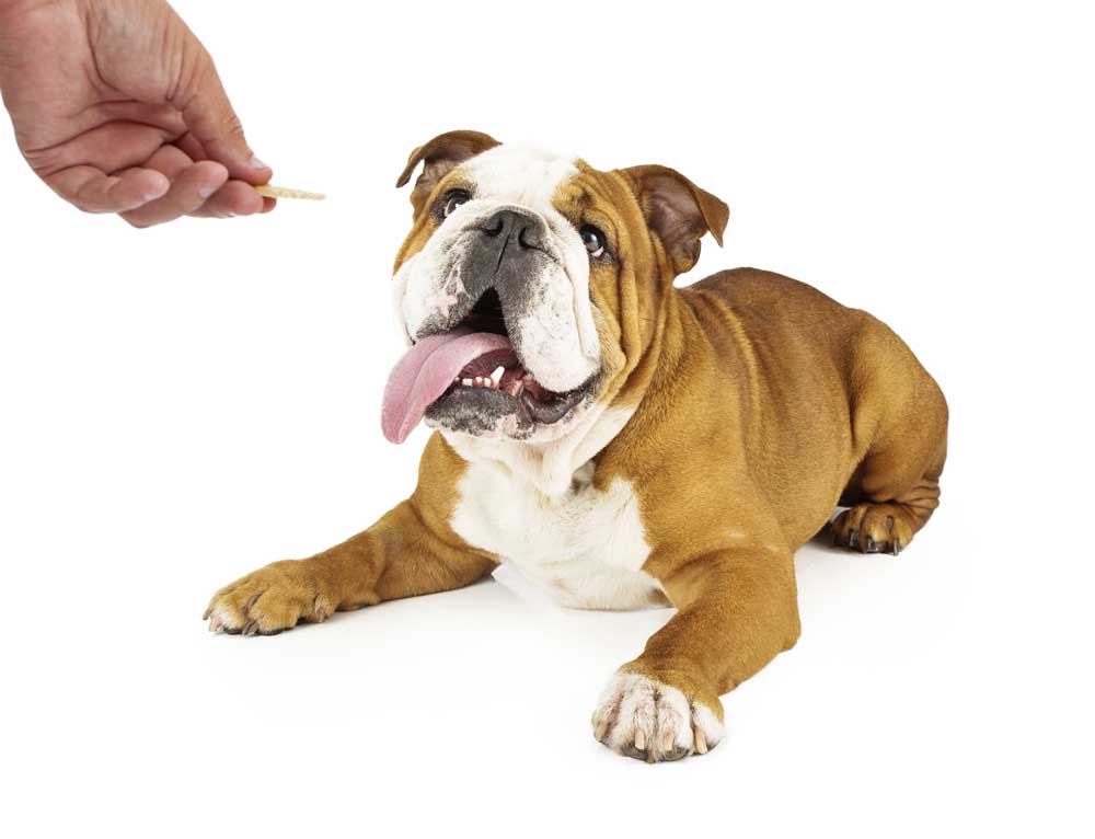 8 steps to healthy dog treats