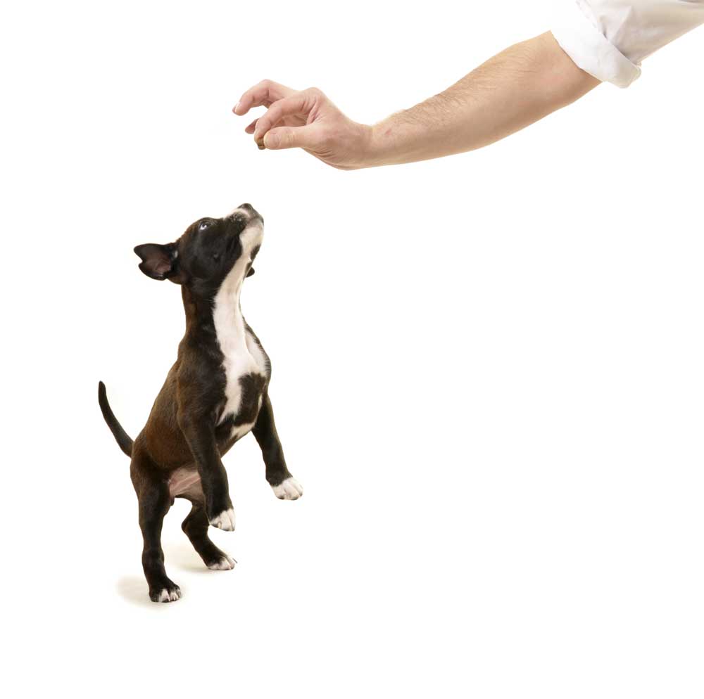 puppy training