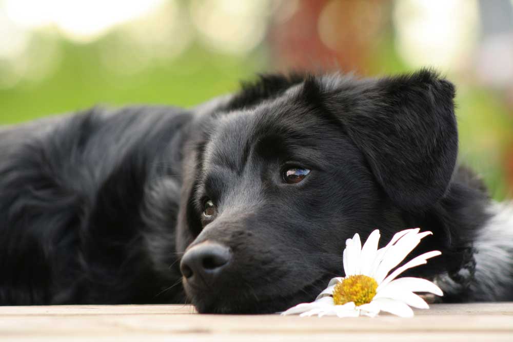 Black dog syndrome