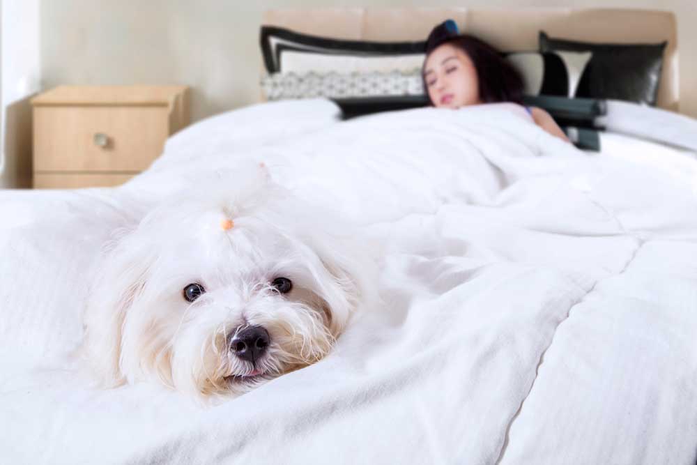 Does your dog sleep in your bed?