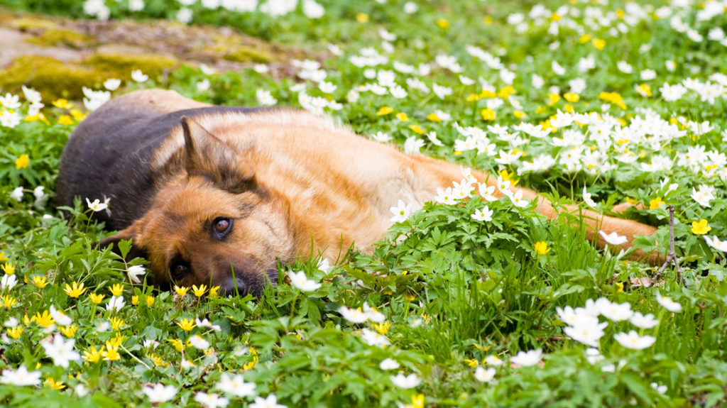 dog with heatstroke