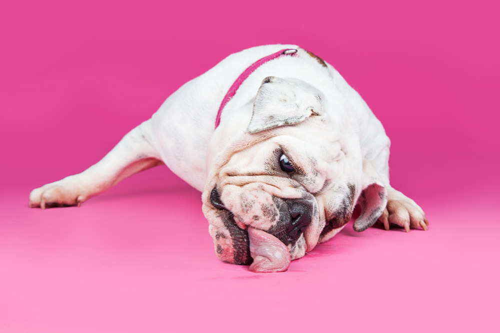 dog licking floor