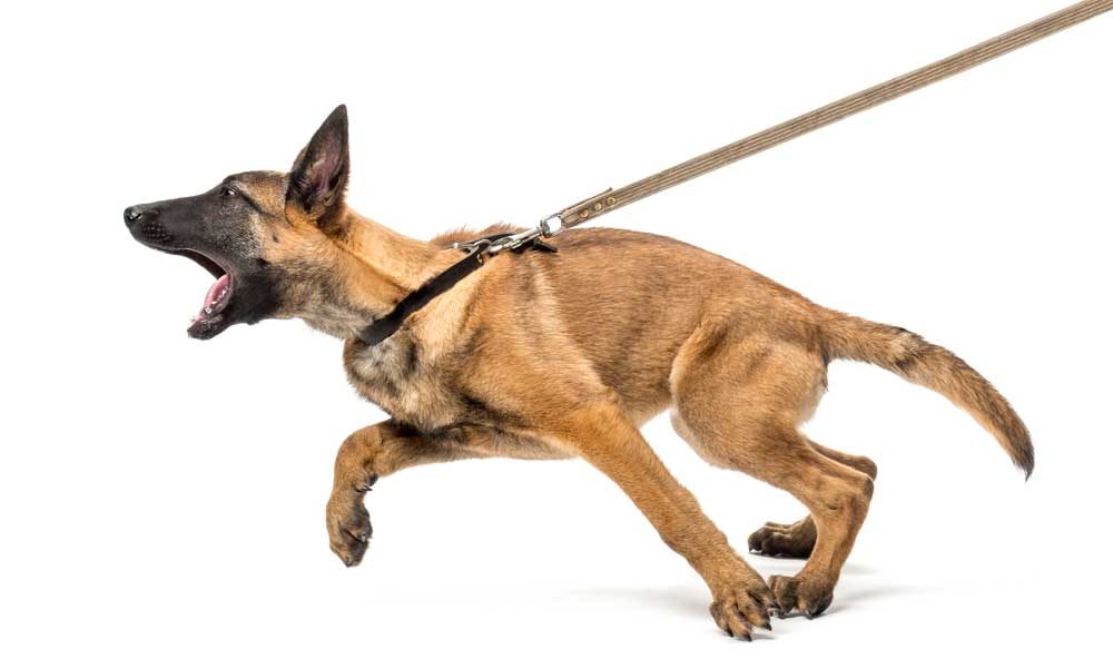 Dog with bad leash behavior.