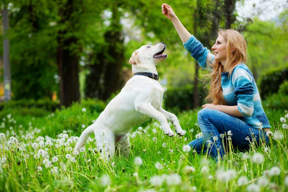 Using body language to train your dog