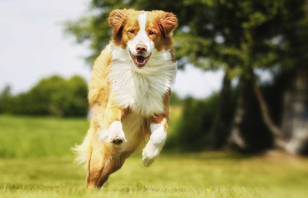 6 steps to treating arthritis in dogs