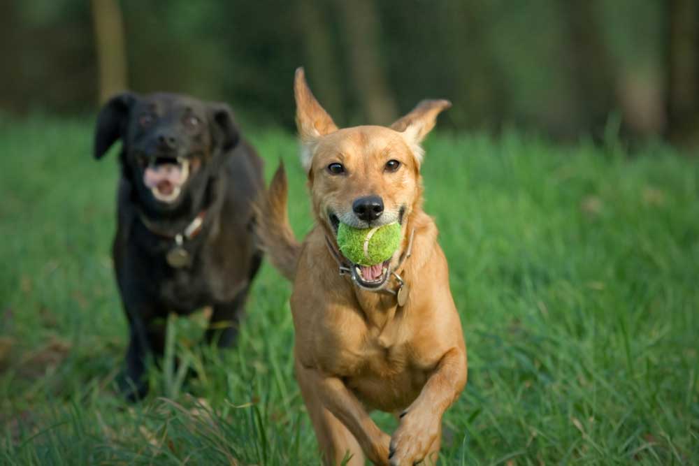 Acupressure for active dogs