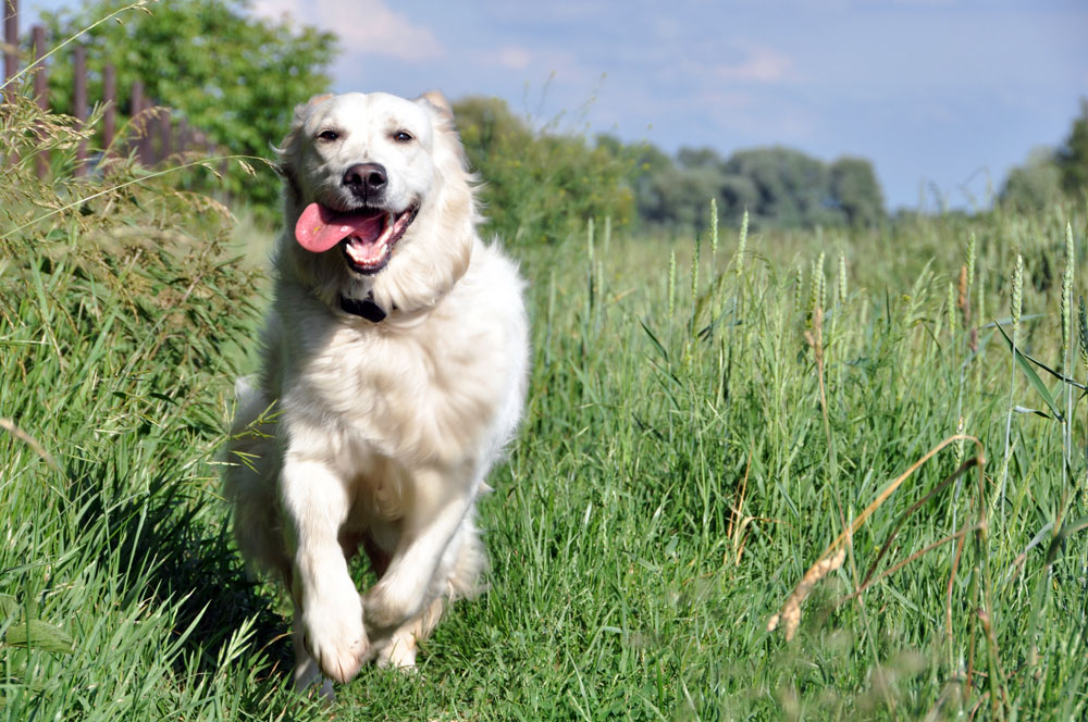 Acupressure for active dogs