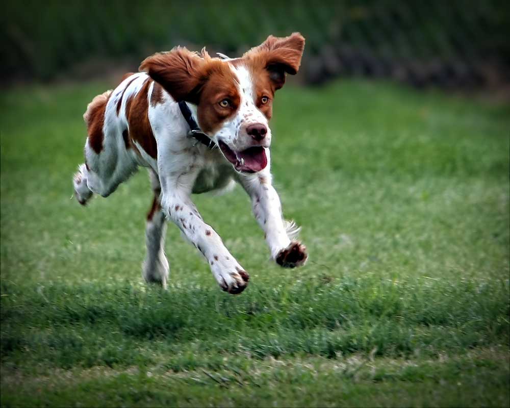 dog mobility ears