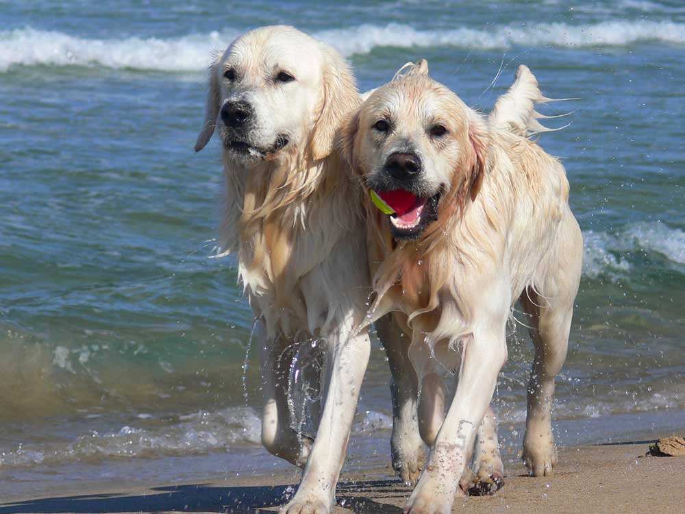 dogs on the beach