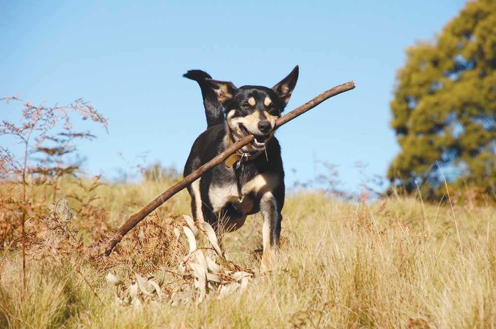 exercise dog