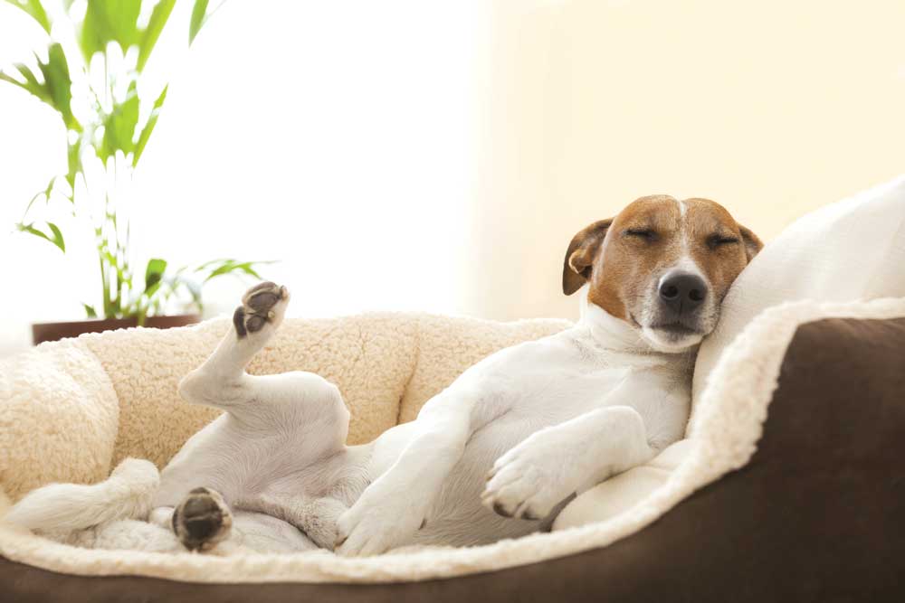 Luxury hotels for your dog