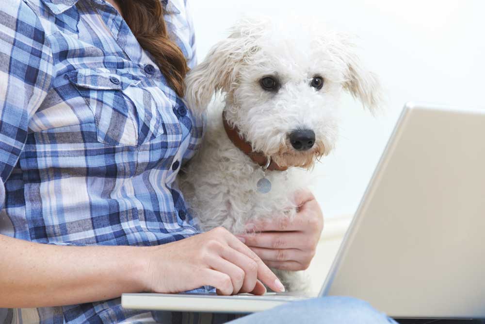 How to start your own pet blog