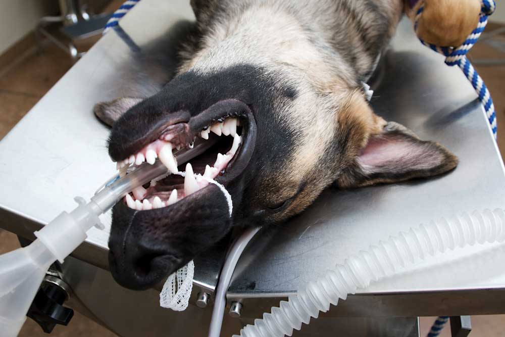 5 myths about anesthesia for animals