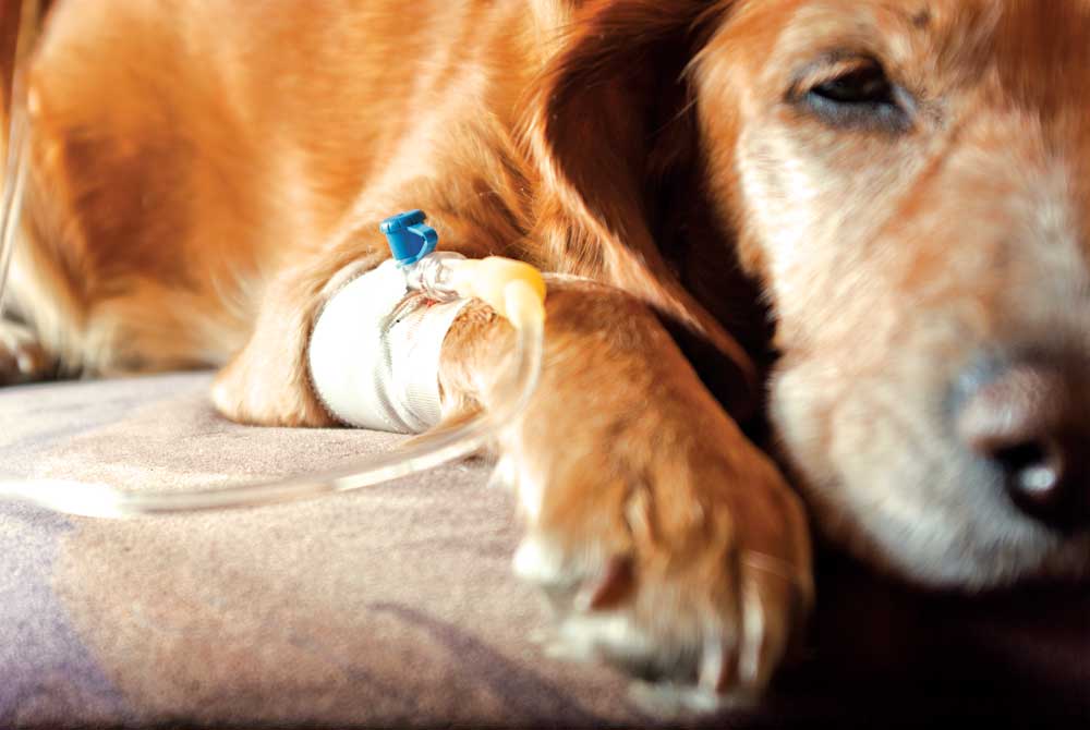 Two views on canine cancer: homeopathy vs. conventional