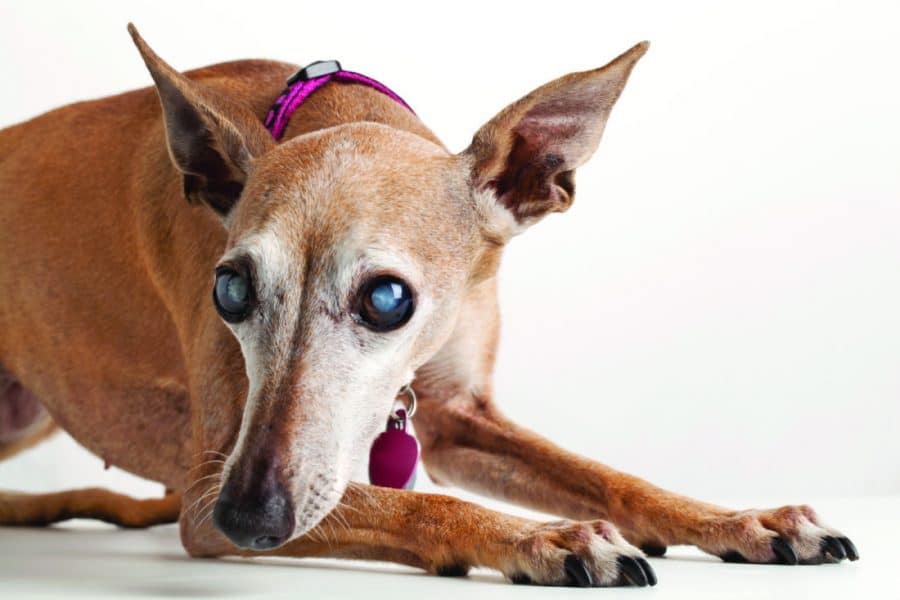 Can canine cataracts be dissolved or “unfried”?