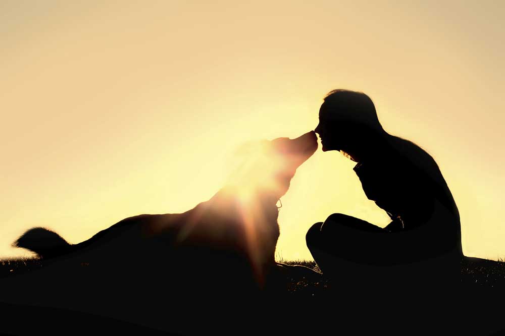 Energy healing for your dog