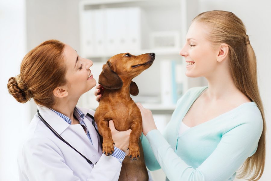 holistic pet care for your animal