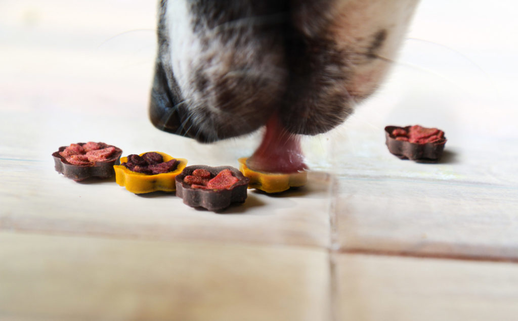 Can dogs savor their food?