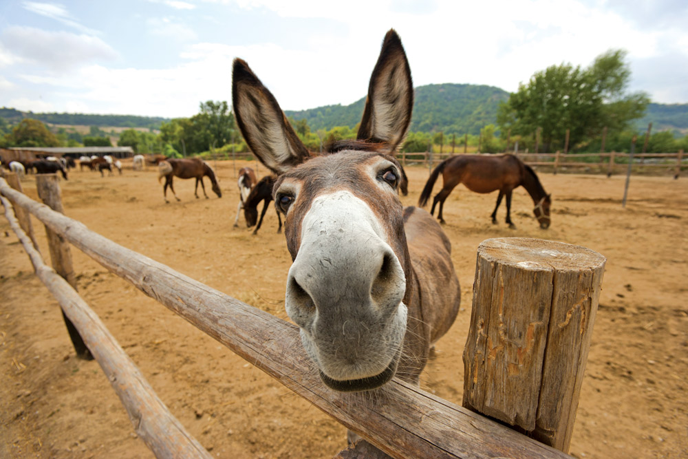 The Donkey Sanctuary of Canada