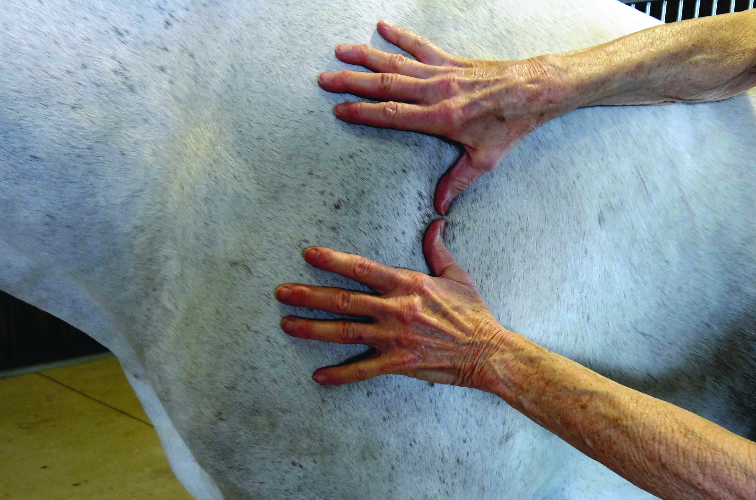 Understanding Bowen-based equine therapy