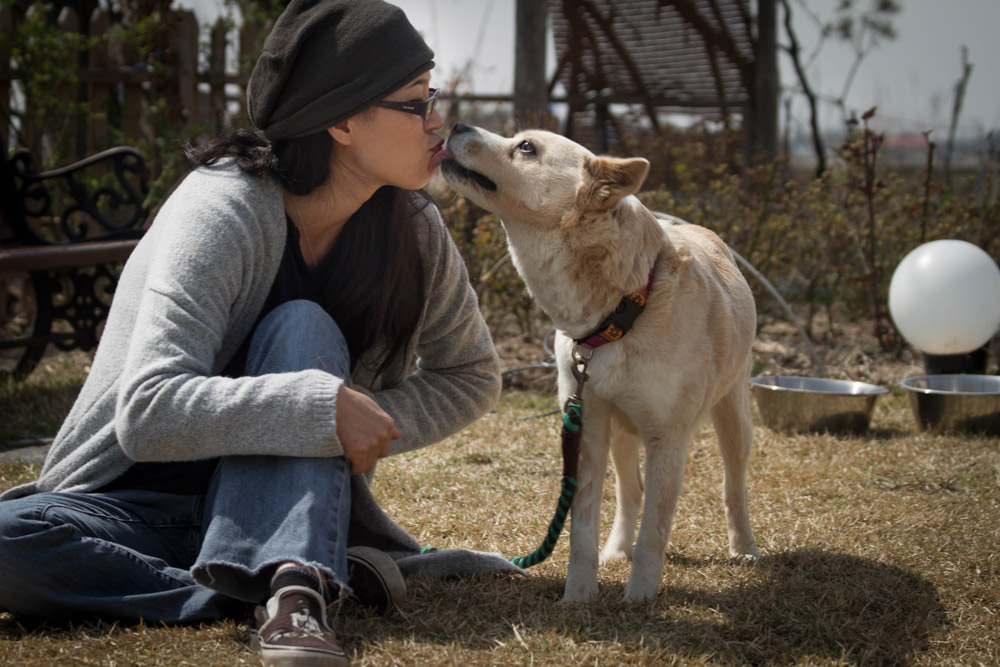 korean dog meat story