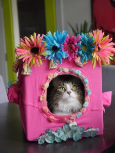 DIY cat house Animal Wellness Magazine