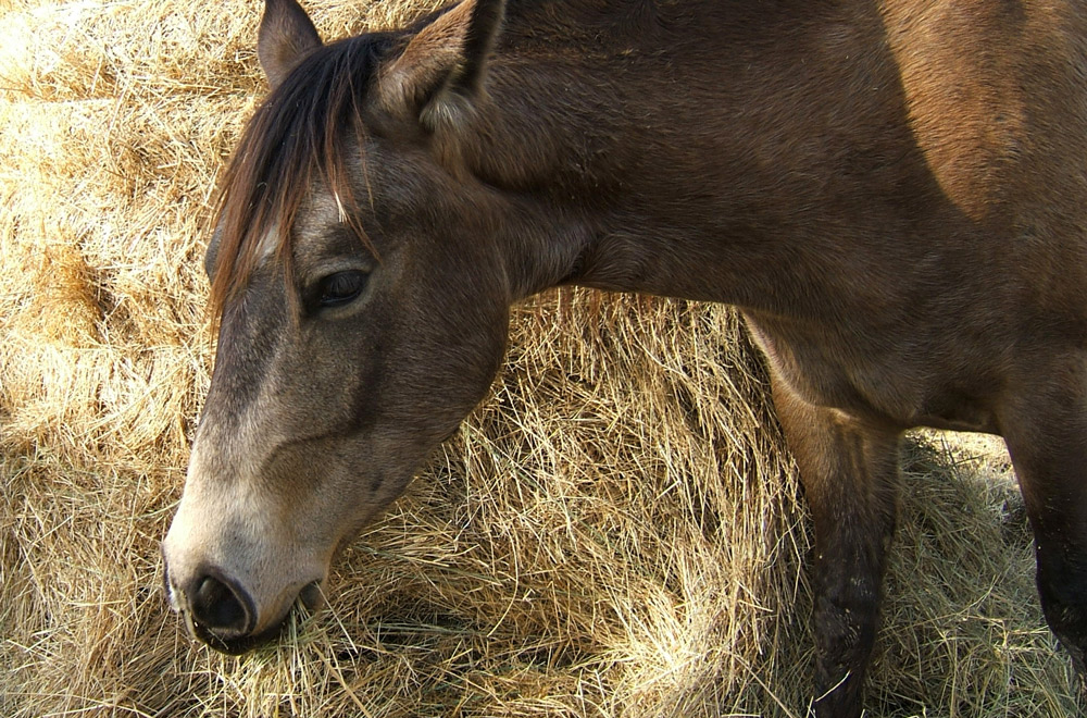 hay analysis