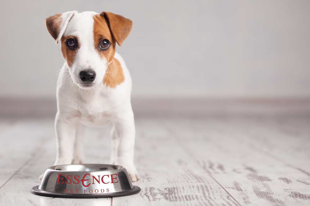 Understanding the role of protein in dog food