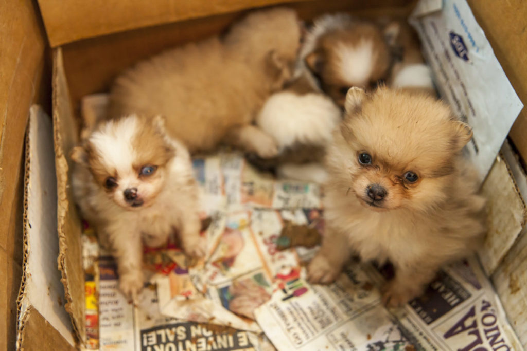 ASPCA files lawsuit against USDA for removing animal welfare records