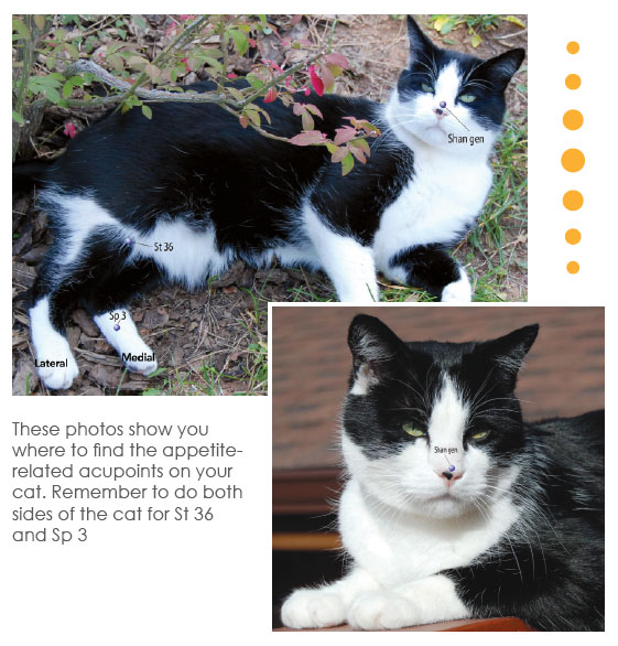 feline acupressure for appetite