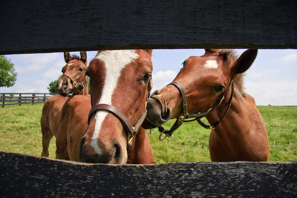 probiotics for horses