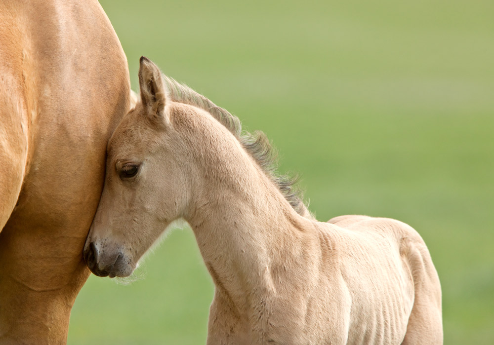 mare and foal