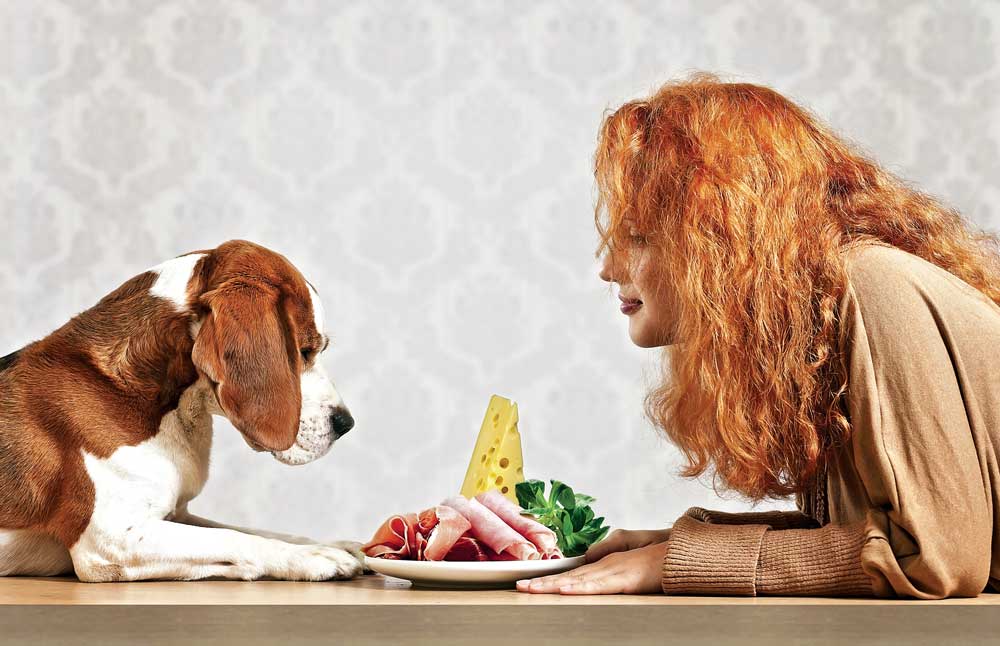 Feeding human foods to dogs