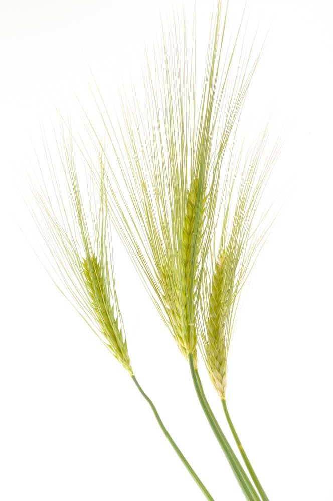Foxtail barley 