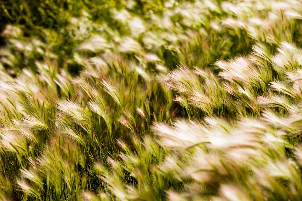 Foxtail barley can be harmful to your dog.