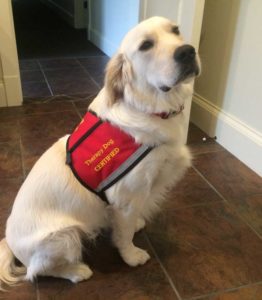 Judd therapy dogs