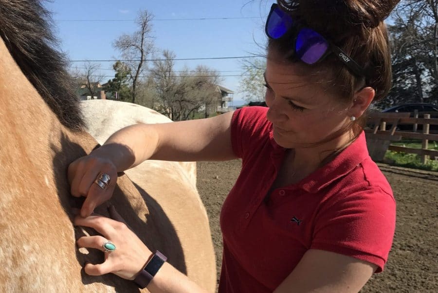 Acupuncture for performance horses