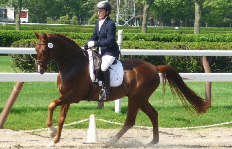 barefoot performance horse