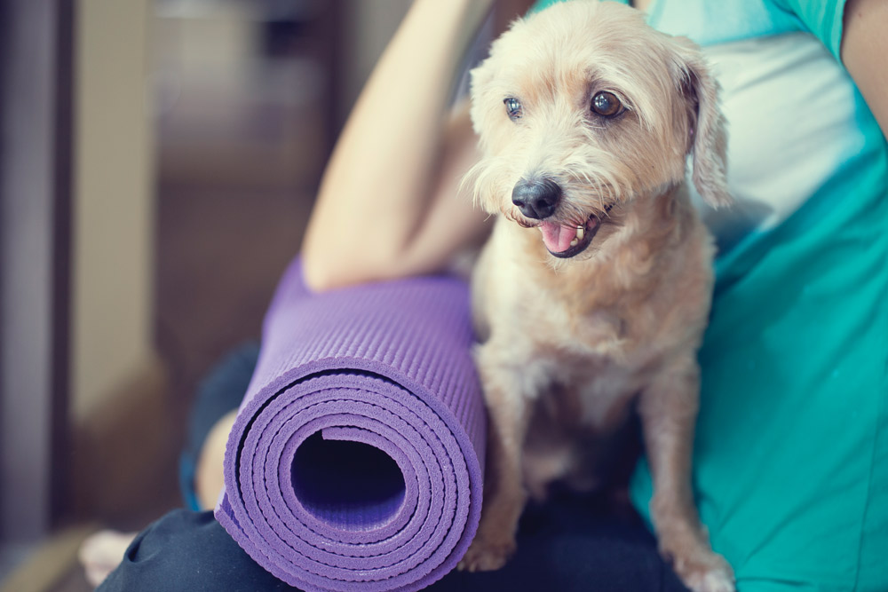 exercise classes for you and dog