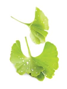 ginkgo leaves naturopathic medicine