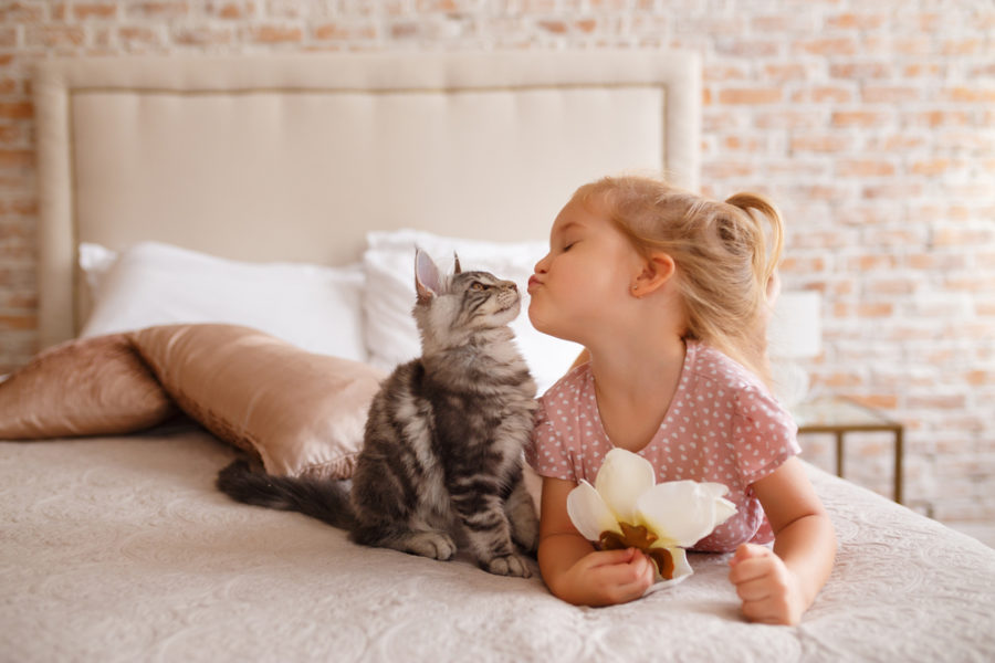 Teaching kids to respect cats