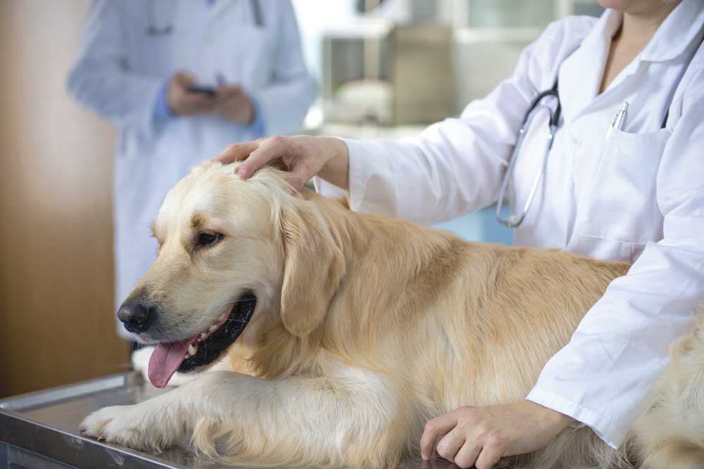 5 common health problems in dogs