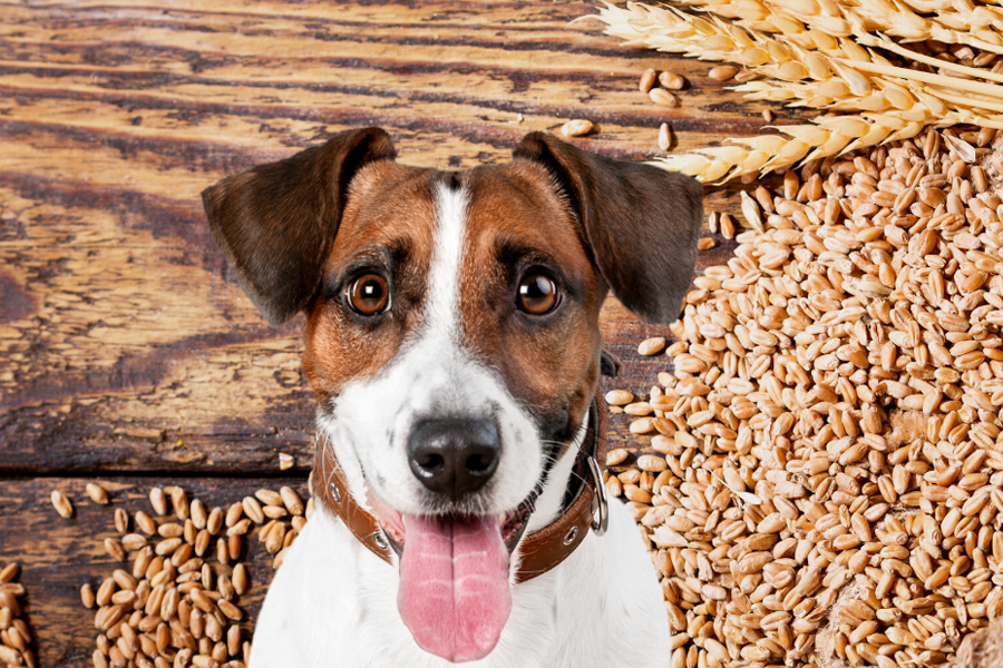 Do grain-free diets really cause canine heart disease?