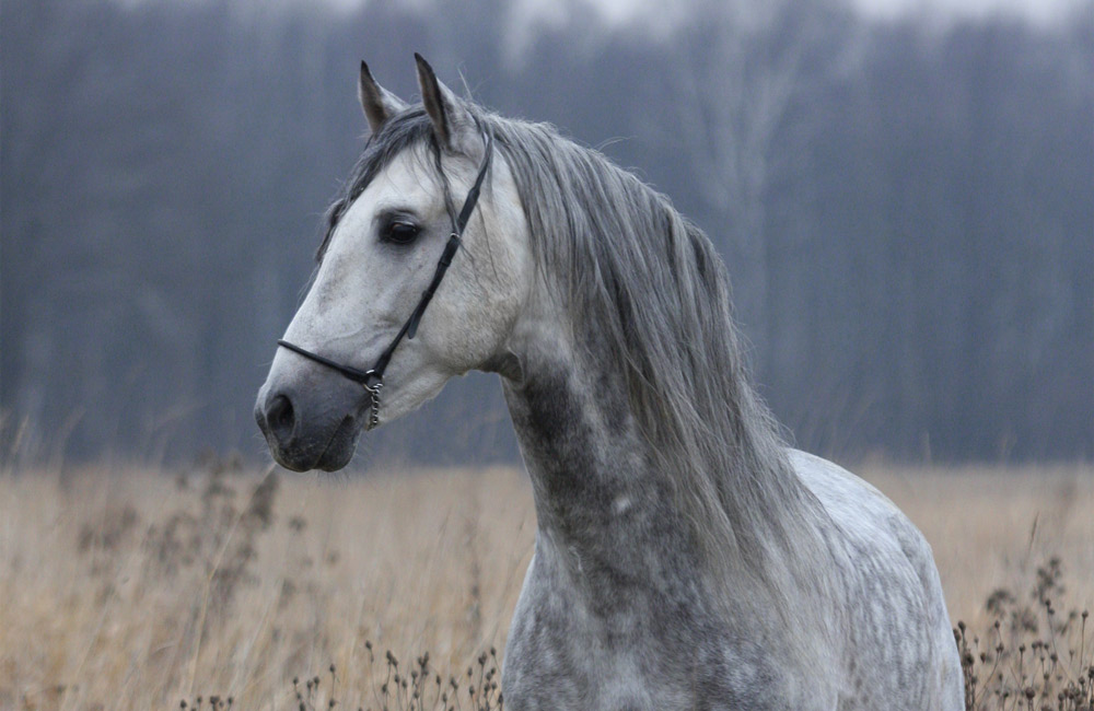 rehabbing a senior horse