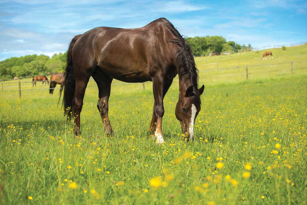 horse eating grass