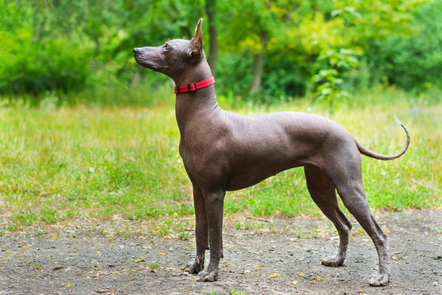 All about hairless dog and cat breeds