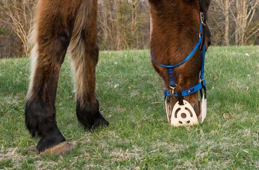 Should you invest in a grazing muzzle?