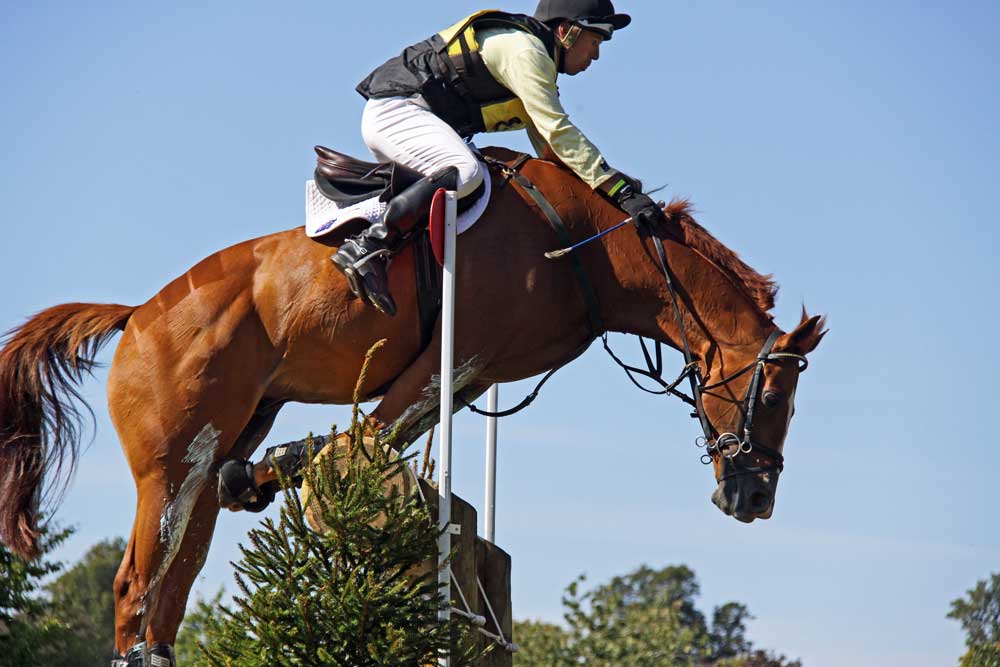 hydrotherapy for horses