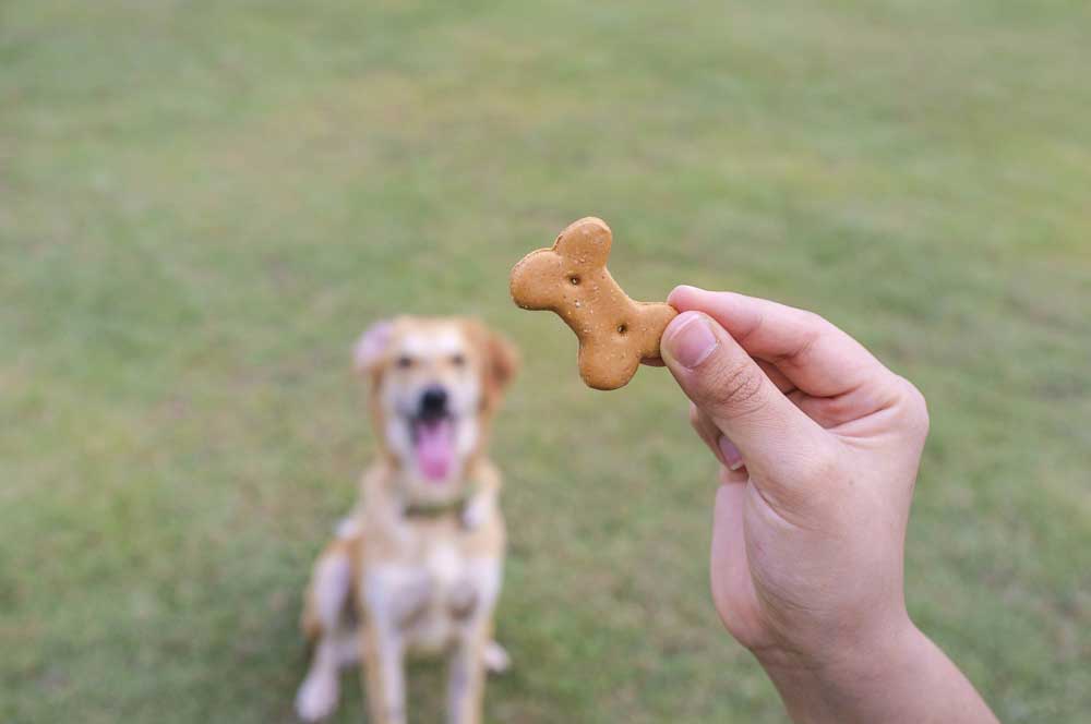 Top training treats for dogs.