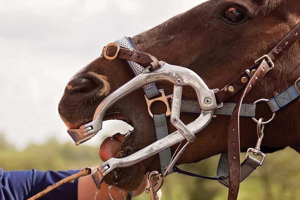 horse at dentist